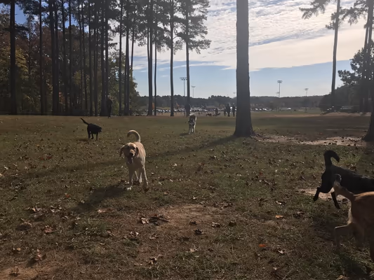 Dog Park at George Poston Park